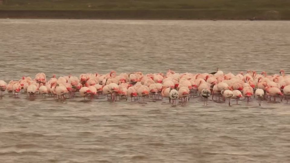 Больше 150 розовых фламинго заметили на озере Аджиголь под Феодосией
