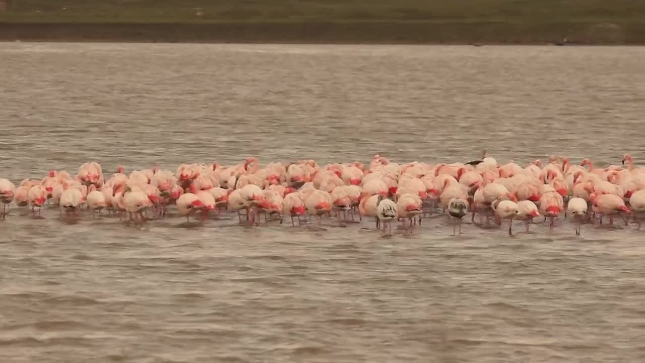 Больше 150 розовых фламинго заметили на озере Аджиголь под Феодосией