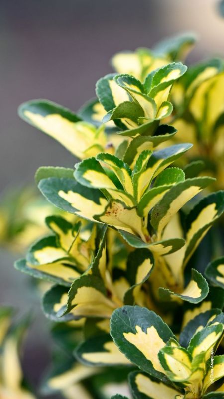 ������ ����������� ������� ������ � �����