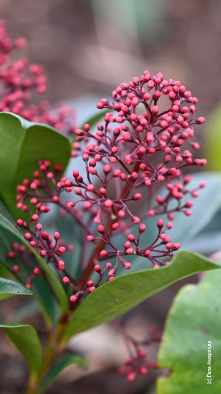 ������ ����������� ������� ������ � �����