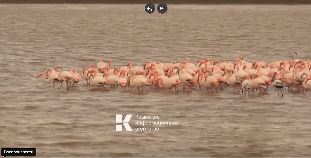 В Крыму заметили стаю фламинго