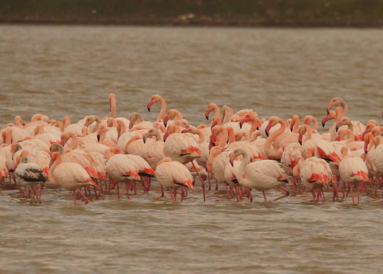 Больше 150 розовых фламинго заметили на озере Аджиголь под Феодосией Больше 150 розовых фламинго заметили на озере Аджиголь под Феодосией