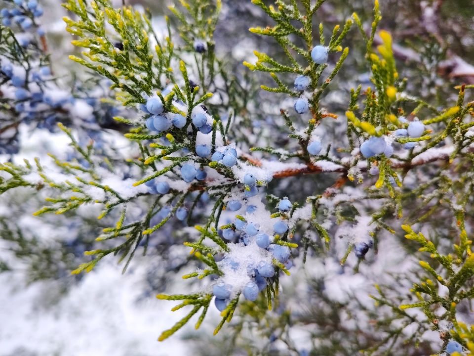 � ������ �����, �������!. ����� ��� �������� ���� ������� ��� ����������� � ������� ��� ����� ���������! ������� � �������� ���������� ����������, t -3 - -5, ����� ���������, ������-��������