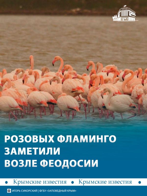 Стаю розовых фламинго заметили у озера Аджиголь возле посёлка Приморское