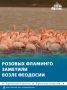 Стаю розовых фламинго заметили у озера Аджиголь возле посёлка Приморское