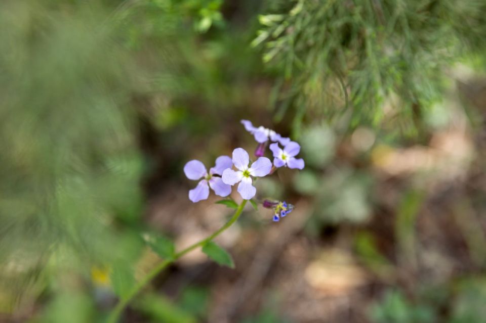 Сергей Аксёнов: Забота о сохранении природы – это не только важная государственная задача, но и показатель нашей ответственности перед будущими поколениями Сергей Аксёнов: Забота о сохранении природы – это не только важная государственная задача, но и показатель нашей ответственности перед будущими поколениями