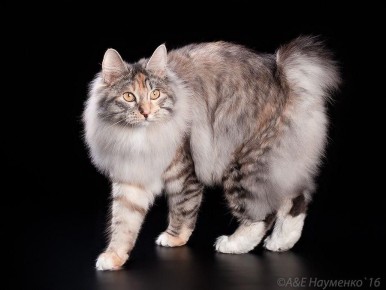 ��� ���������� ����� �� ������ ����� ������� � ���� ����� ����������� ��������