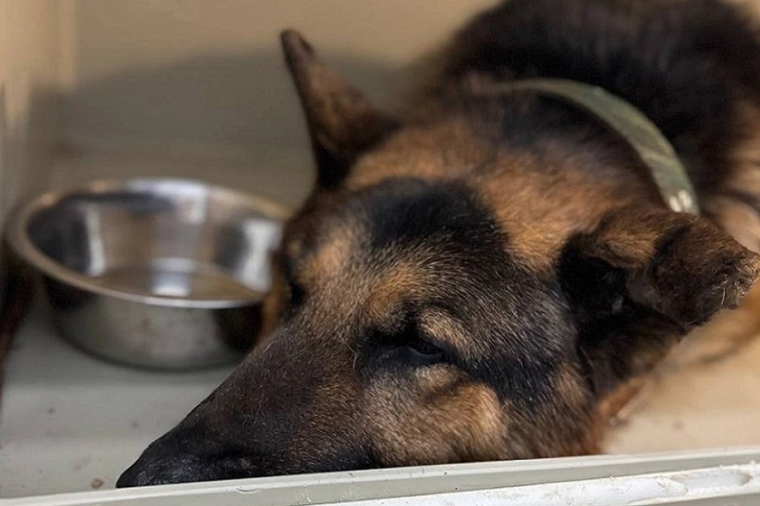 В Керчи спасают овчарку, которую дважды переехала автомобилем молодая женщина