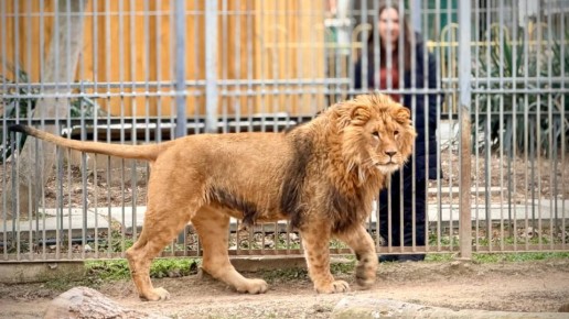 Как поживает новосёл зооуголка, лев Ромео? Спрашивали — отвечаем!