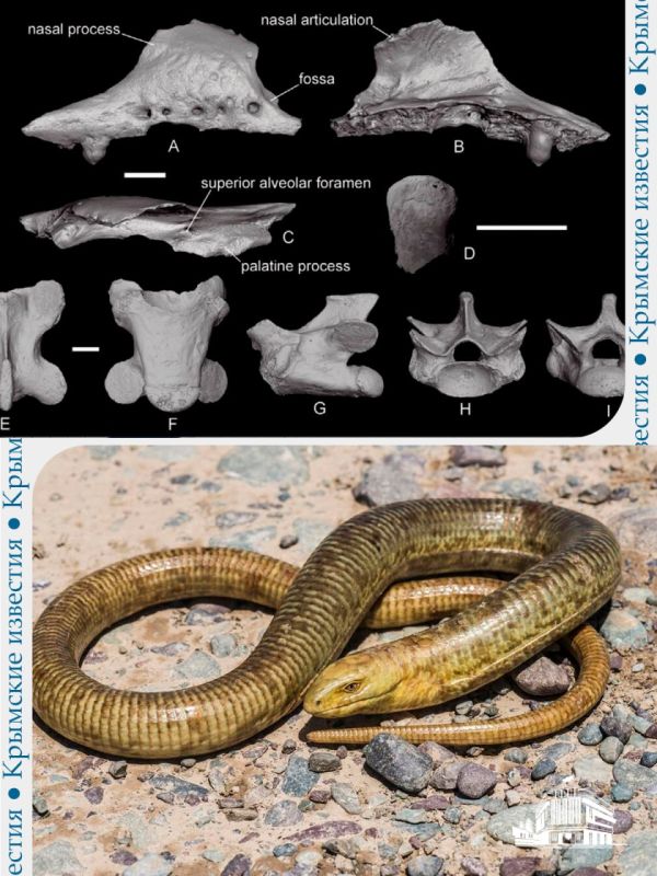 ����������� ����������� ����� �������� ������������ � ������ �������