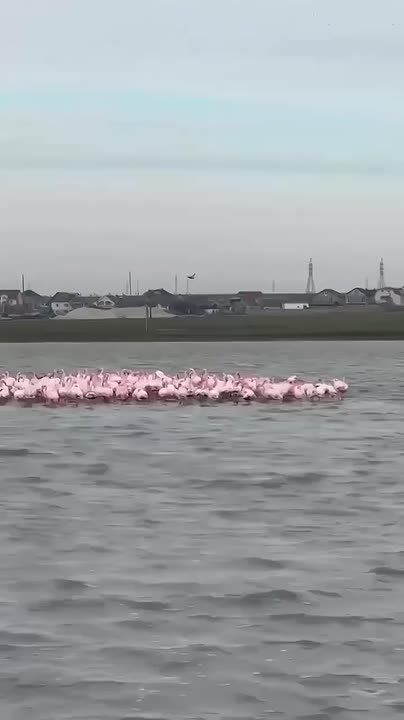 Олег Царёв: И к хорошим новостям. В Крым, в район Феодосии прилетели фламинго