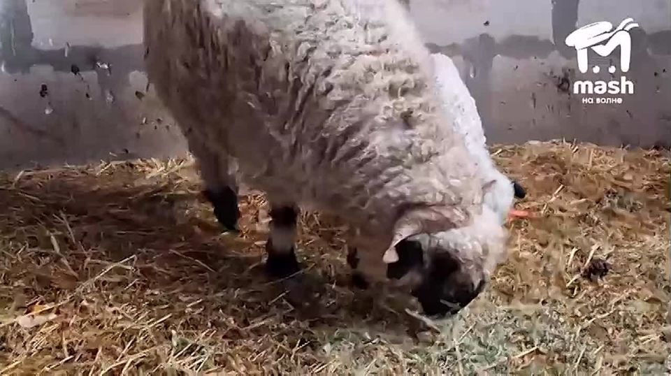 ������� ����� ������ ���� � �������������� ����� ��������