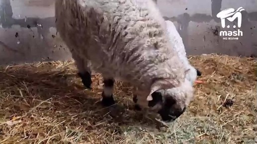 ������� ����� ������ ���� � �������������� ����� ��������