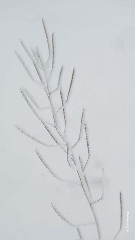 ������� ����� �� ��� �������