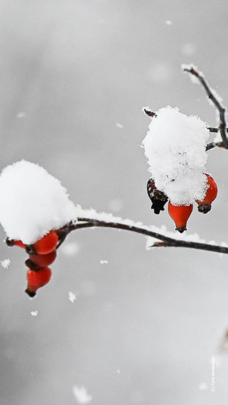 ������� ����� �� ��� �������