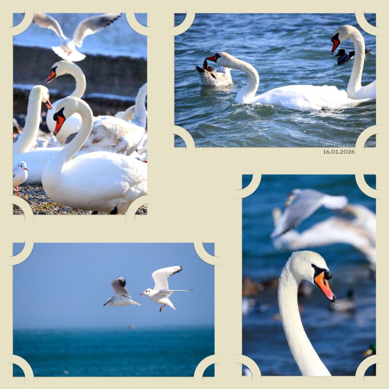 ����� ����: ������