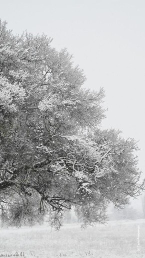 ������� ����� �� ��� �������