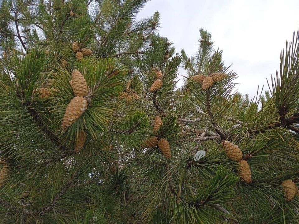 ����� �������: ��������� ����� � ������ � ��������� ��� � �������������� ����� �����