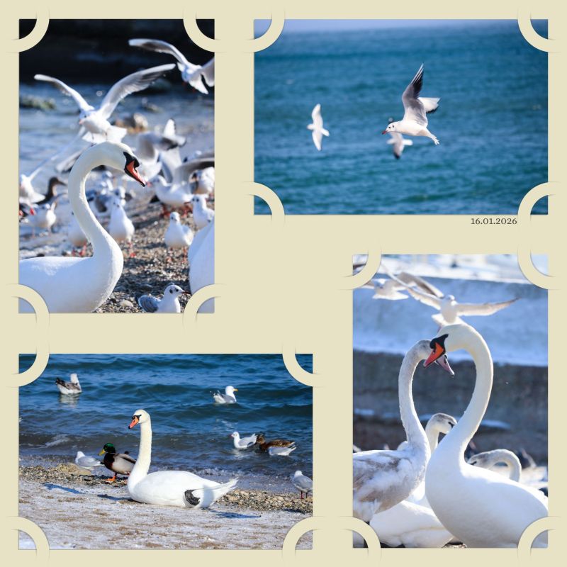 ����� ����: ������