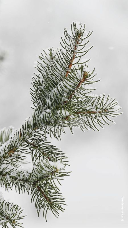 ������� ����� �� ��� �������