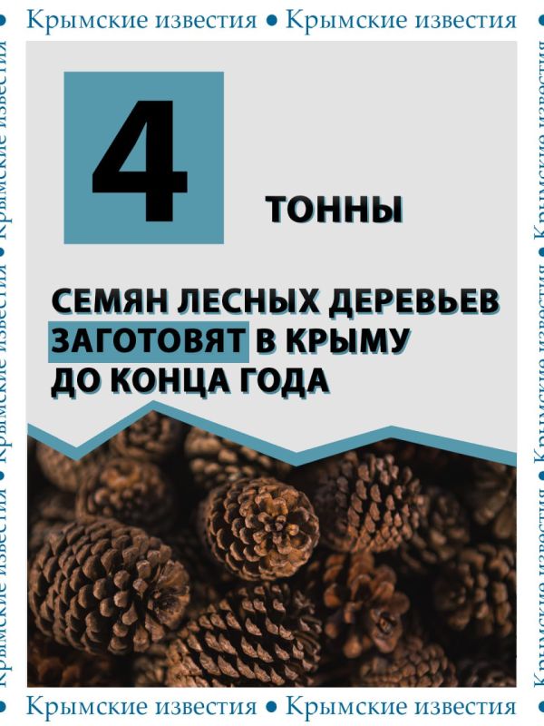 4 тонны семян деревьев лесных пород заготовят в текущем году