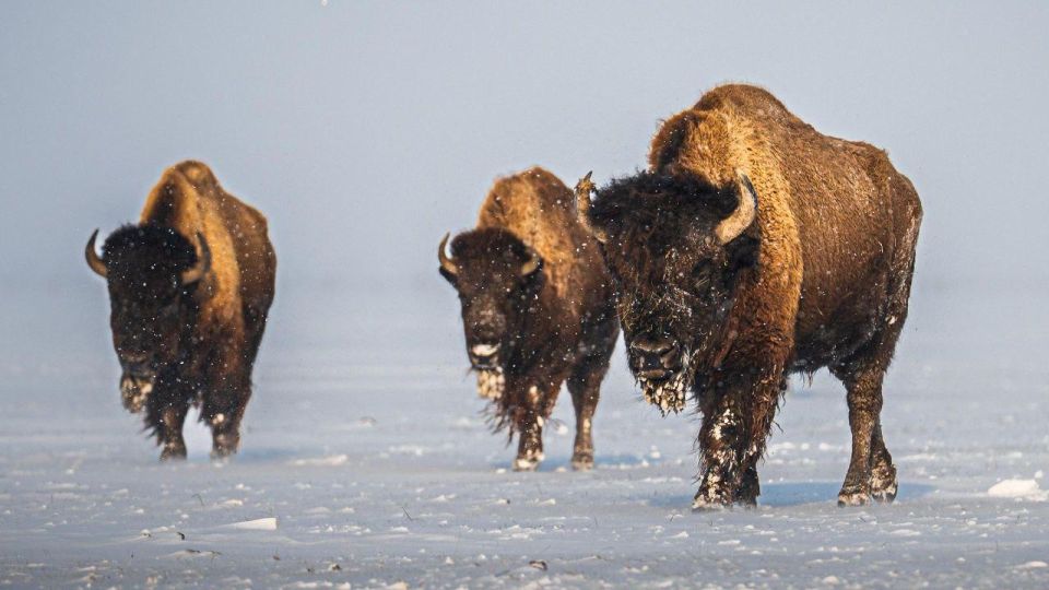 ������ 1000 ��������, ������� �� ������ �������, �������� �������� � ����������� "�������-����" �� ������� ������