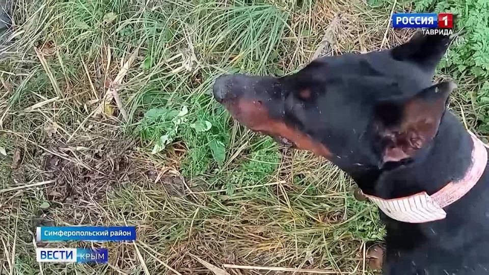 �� ���� ������ ������������ ������� ������ ������� 15-����� �� ��� ��������