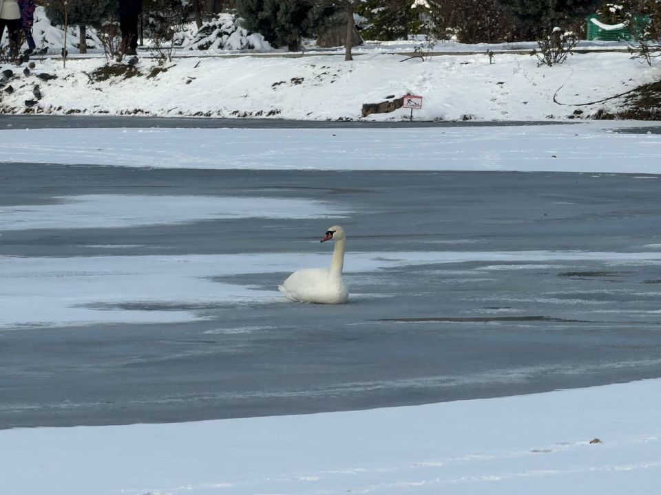 ����� ��������: � ����� ����������� �������