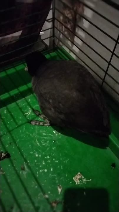 В Судаке неравнодушная местная жительница спасла замерзающую водоплавающую птицу — лысуху, которую в народе также называют гидровороной