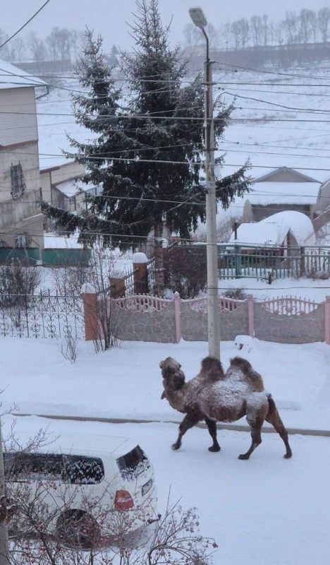 ������ ����������. ������ ������� ������ �� ����������� �������� ������