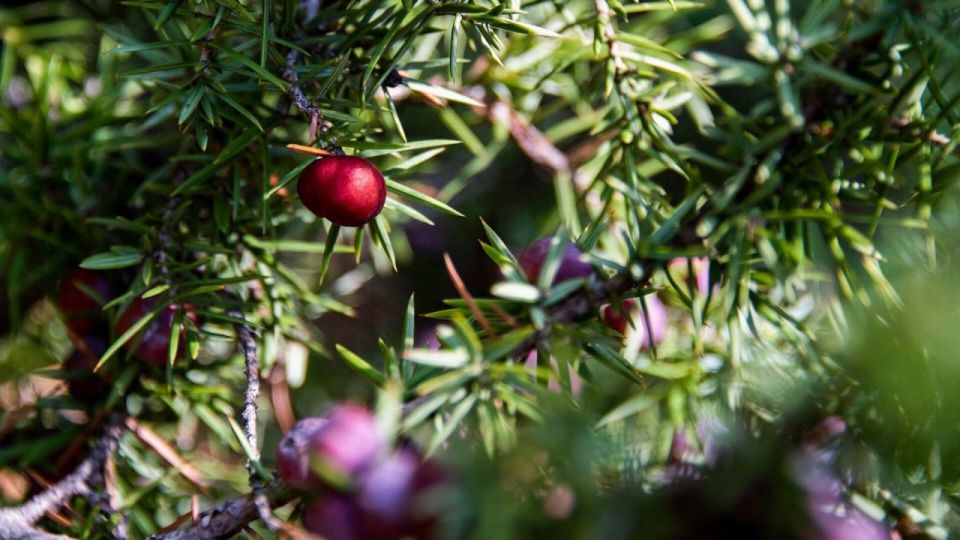 ������������� ��������������� ������ ���������� ���� ��������� � ���������� ������, ����������� ��� ������� ������������ ����� ��������, ���������� � ������� �����