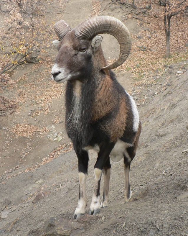 ����������� ���������� ������� ������ ��������� ������ ���� ���������� ��������