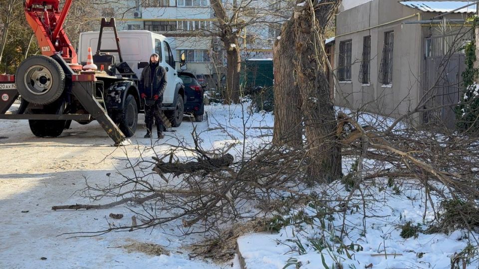 В Керчи продолжается плановая работа по уходу за деревьями В Керчи продолжается плановая работа по уходу за деревьями