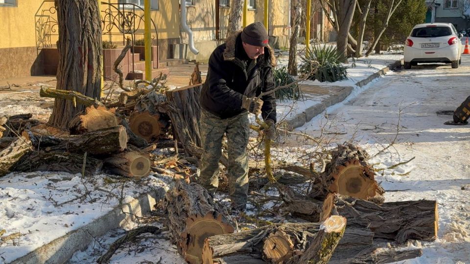 В Керчи продолжается плановая работа по уходу за деревьями В Керчи продолжается плановая работа по уходу за деревьями