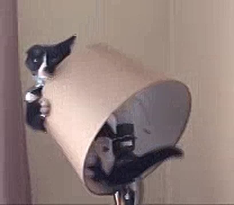 ���� ��� ��� ����������� �������� ��� ����� ��-�� ������