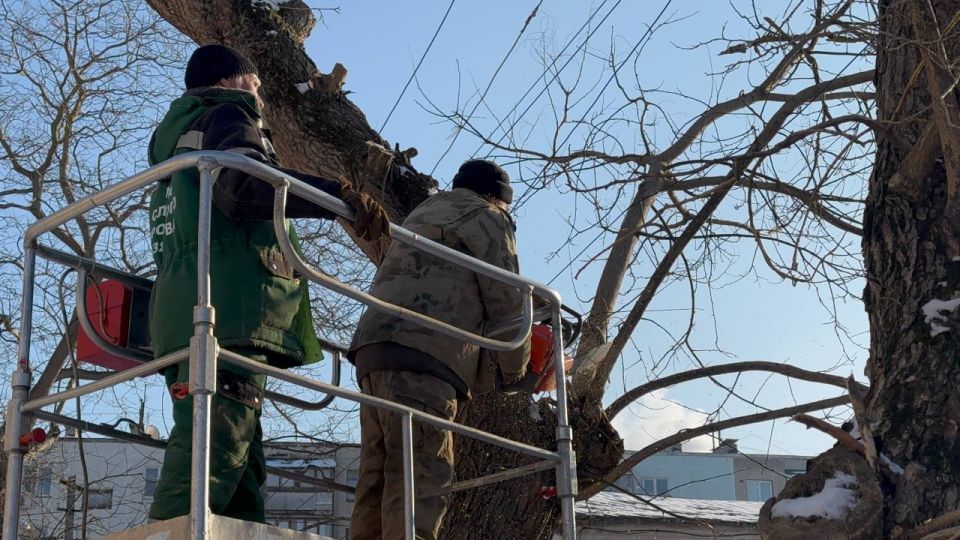 В Керчи продолжается плановая работа по уходу за деревьями В Керчи продолжается плановая работа по уходу за деревьями