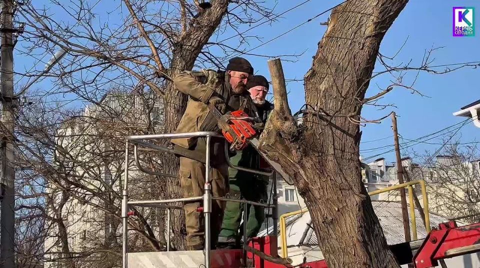 В Керчи продолжается плановая работа по уходу за деревьями