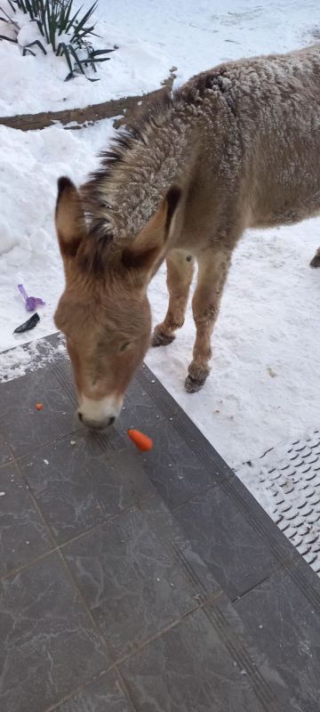 ������, ������� ��������� �� ����������, ������� � ���� ��������� ���������������� ������