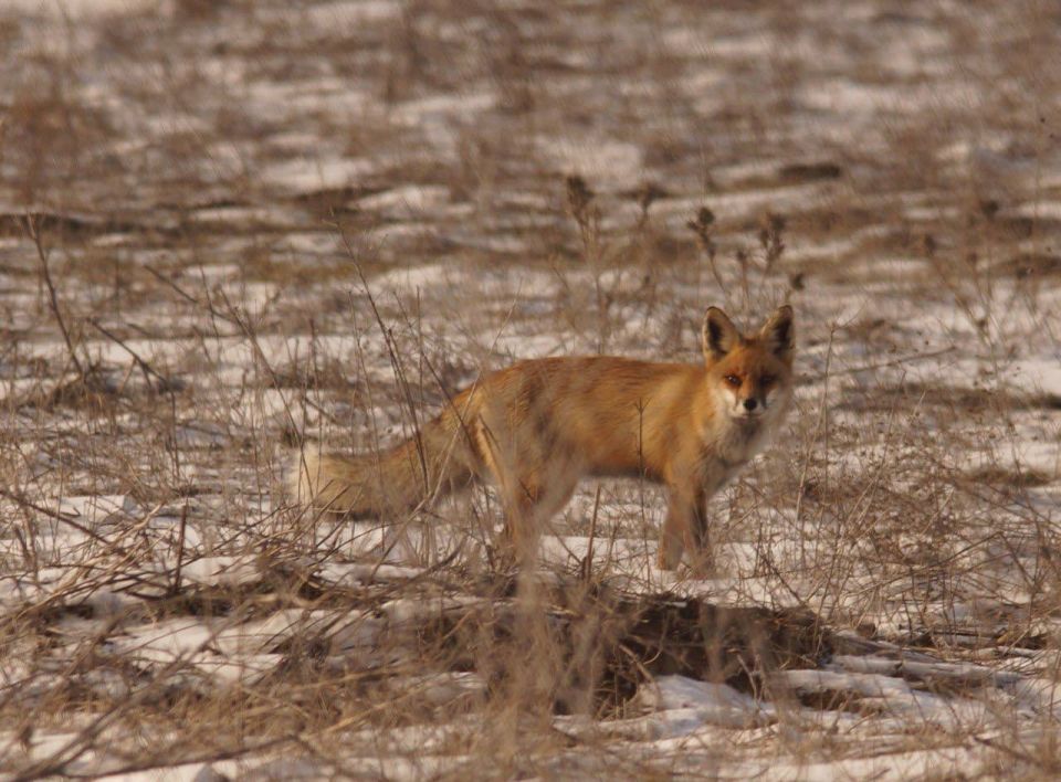 ��� ��������� ���������� ����������� ���������: �������� ����, ���������, �����-���������, ������, ������� ���, ����� ���������, ������� � ������