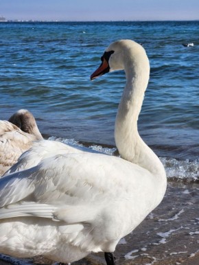 � ������� ���������� �������� �� ���������