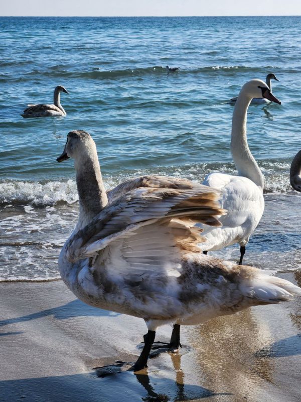 � ������� ���������� �������� �� ���������