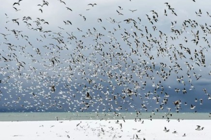 ������ �� ����� ����������� ������