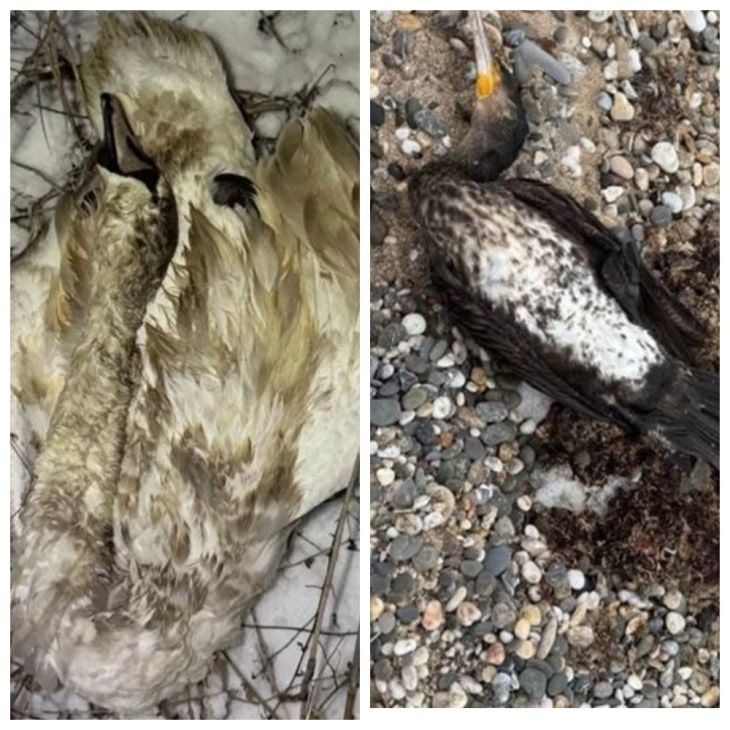 ������ ���� � ���������: ������������ �������� ���� �������