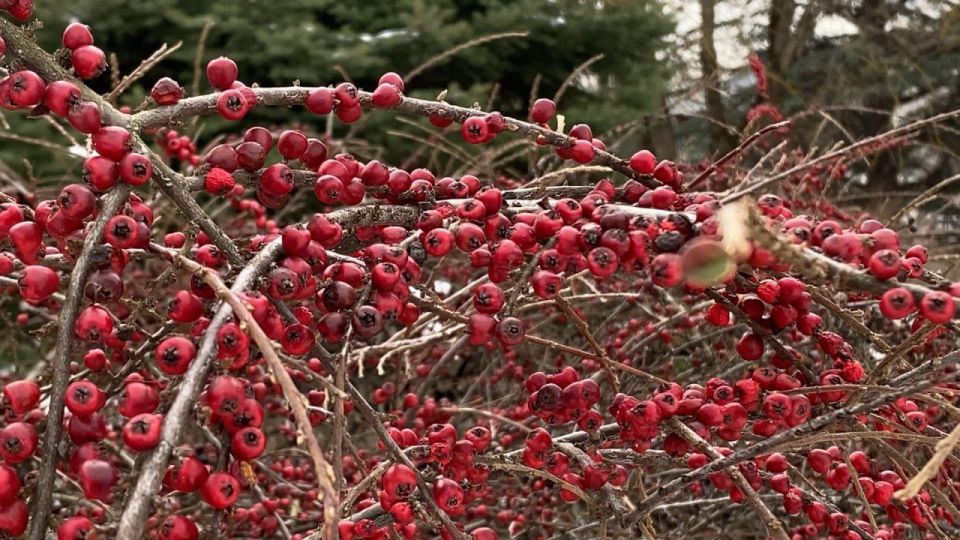 ������ ����, �����������!. #����������� #����