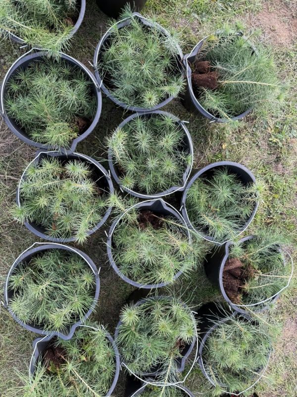 �������� �������� ��� ���������� ������ � �������