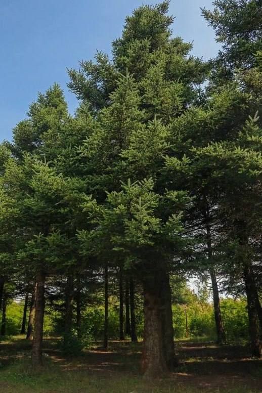 ����� �������: ��� �������� ��� ��������� � ����� ����� ���� � ��� ����