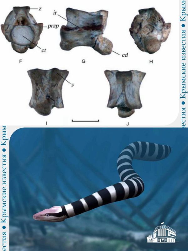 ������� ������� ������������ ���� ���������� � �����