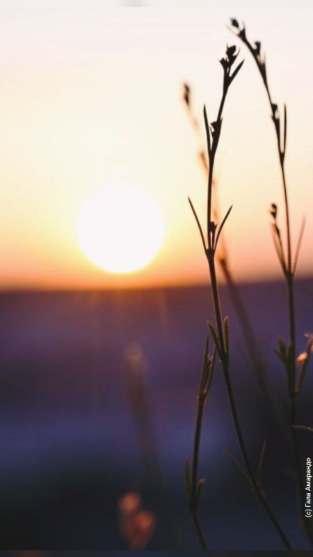 �������������: ���� - ������