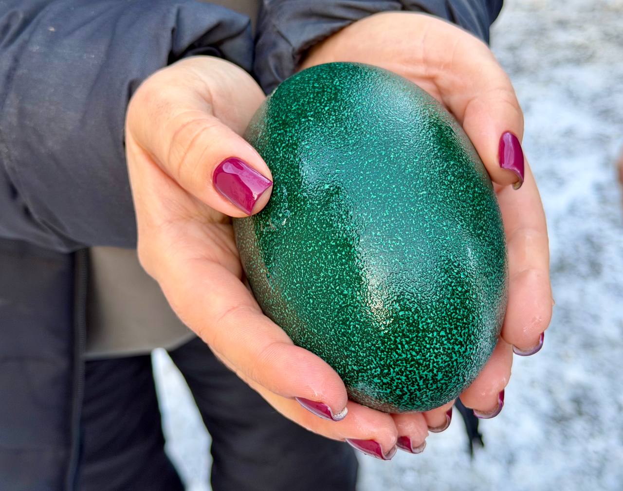 Эму в Симферопольском зооуголке несут изумрудные яйца Эму в Симферопольском зооуголке несут изумрудные яйца