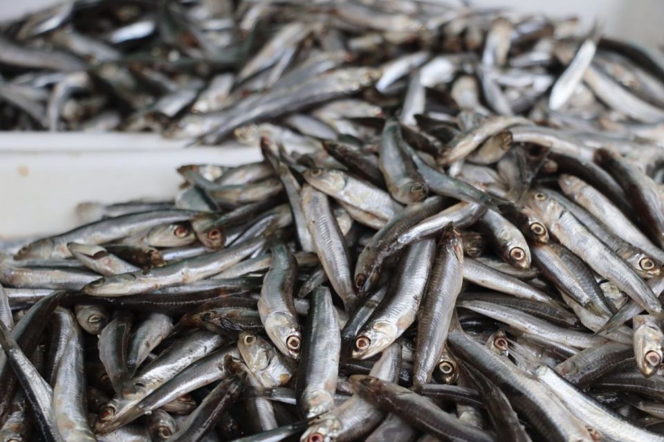 � ����� ������������ ����� �� ���������� ������������������� ��������